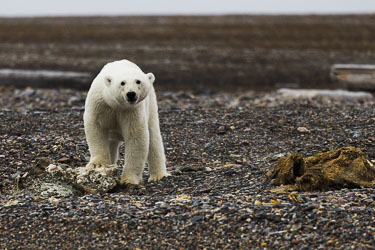 Ser deg 2022-08-13-R5-Dag-3-Isbjørn-46.jpg
