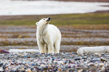 Hva lukter vi? 2022-08-13-R5-Dag-3-Isbjørn-473.jpg