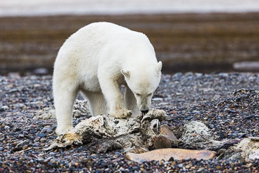 Landdyr - En titt på de landdyr Svalbard har å by på om sommeren