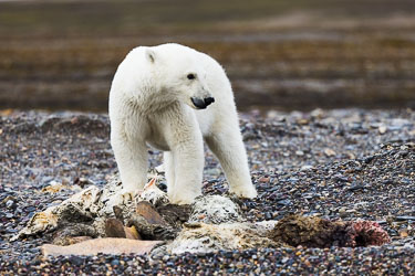 Kommer det noen? 2022-08-13-R5-Dag-3-Isbjørn-533.jpg