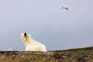 Landdyr - En titt på de landdyr Svalbard har å by på om sommeren Landdyr - En titt på de landdyr Svalbard har å by på om sommeren