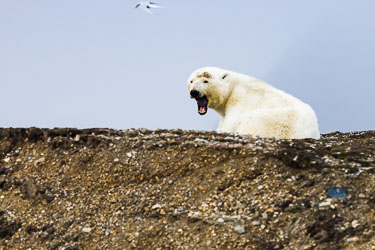 Trøtt 2022-08-13-R5-Dag-3-Isbjørn-630.jpg