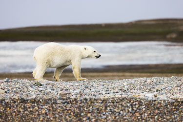 En av småttisene fortsetter den evige vandringen 2022-08-13-R5-Dag-3-Isbjørn-654.jpg