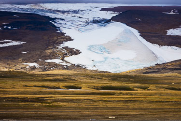 Isbjørn i flerfargede omgivelser i Lomfjorden 2022-08-13-R5-Dag-3-Isbjørn-659.jpg