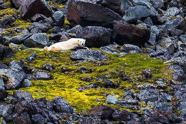 Landdyr - En titt på de landdyr Svalbard har å by på om sommeren Landdyr - En titt på de landdyr Svalbard har å by på om sommeren