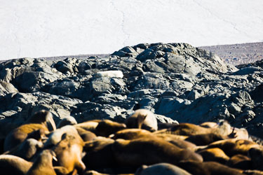 Landdyr - En titt på de landdyr Svalbard har å by på om sommeren