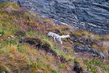 Stadig leting etter mat 2022-08-17-R5-Dag-7-Reinsdyr-141.jpg