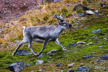 Ser oss, men er ikke stresset likevel 2022-08-17-R5-Dag-7-Reinsdyr-28.jpg