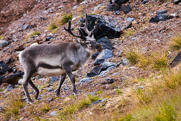 Staselige dyr 2022-08-17-R5-Dag-7-Reinsdyr-34.jpg