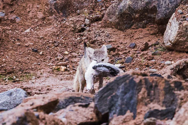 Polarrev med krykkje 2022-08-17-R5-Dag-7-Reinsdyr-70.jpg