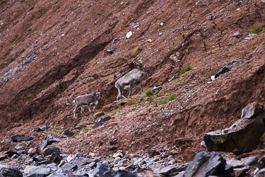 Mor og barn i Kongsfjorden 2022-08-17-R5-Dag-7-Reinsdyr-9.jpg